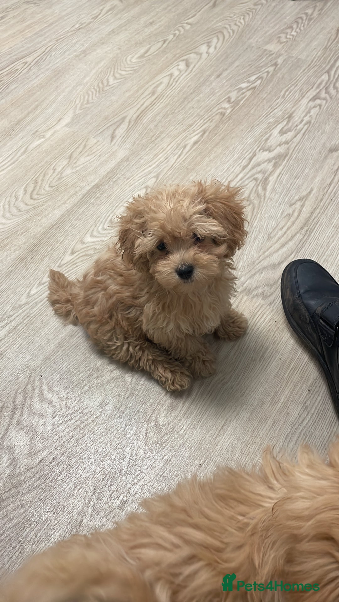 Maltipoo dogs for sale: Stunning Maltipoo Teddy Bear 🧸  - Advert 1