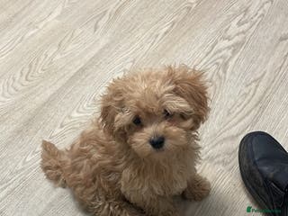Maltipoo dogs Stunning Maltipoo Teddy Bear 🧸 - Advert 1