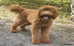 Goldendoodle dogs for sale: Multigenerational Puppies Licensed and Tested - Image 21