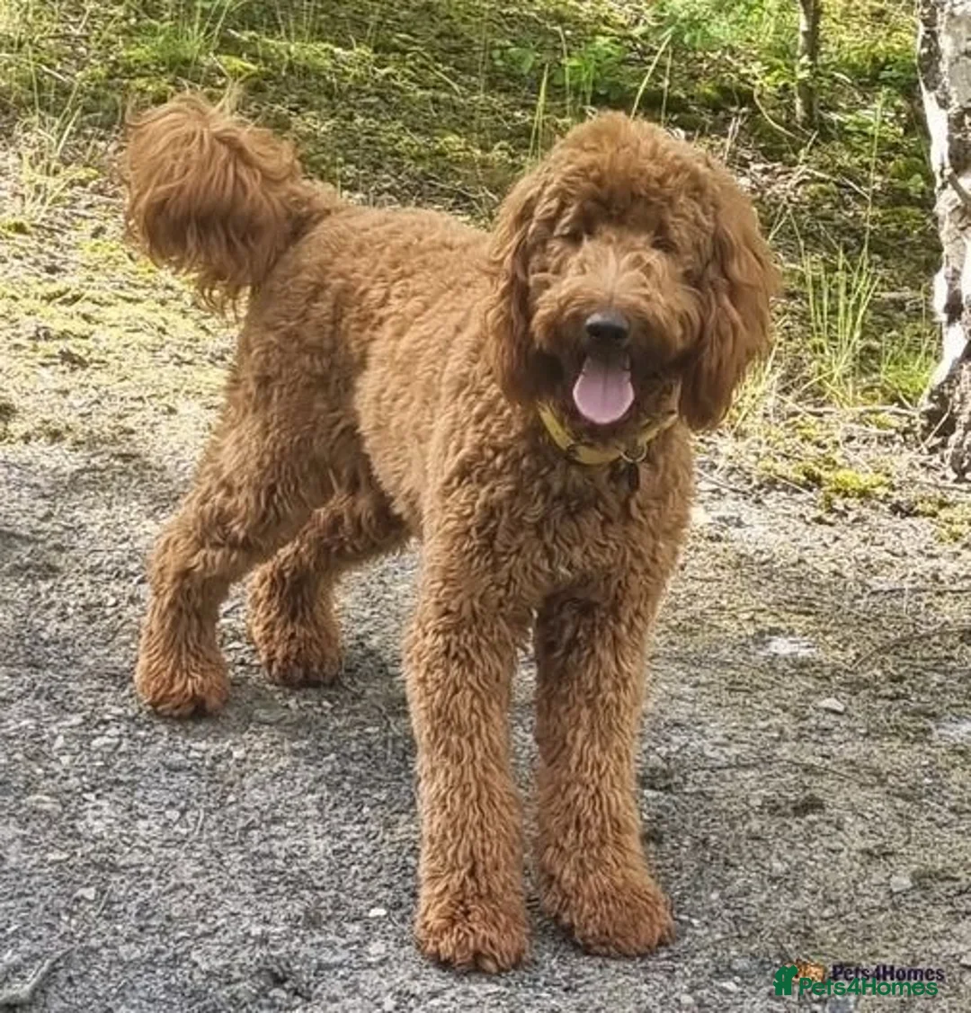 Goldendoodle dogs for sale: Multigenerational Puppies Licensed and Tested - Image 21