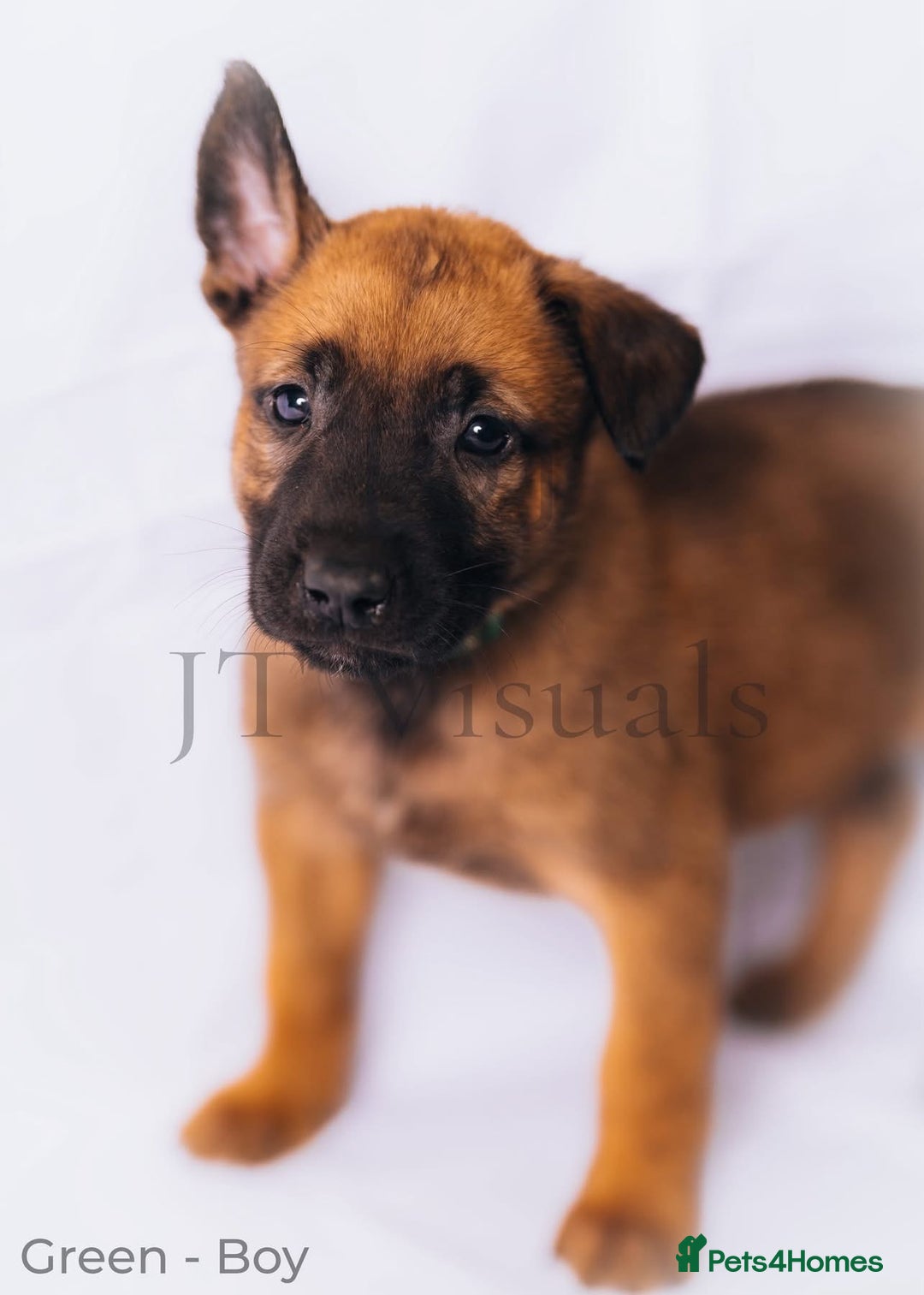 Belgian Shepherd Dog dogs for sale: Belgian malinois puppies - Image 6