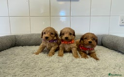 Cockapoo dogs for sale:  ❤️f1 cockapoos now having viewing 5 wks old  - Image 12
