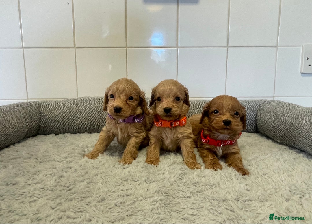 Cockapoo dogs for sale:  ❤️f1 cockapoos now having viewing 5 wks old  - Image 12