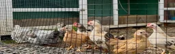 Chickens poultry for sale: Serama pairs & trios - Advert 4