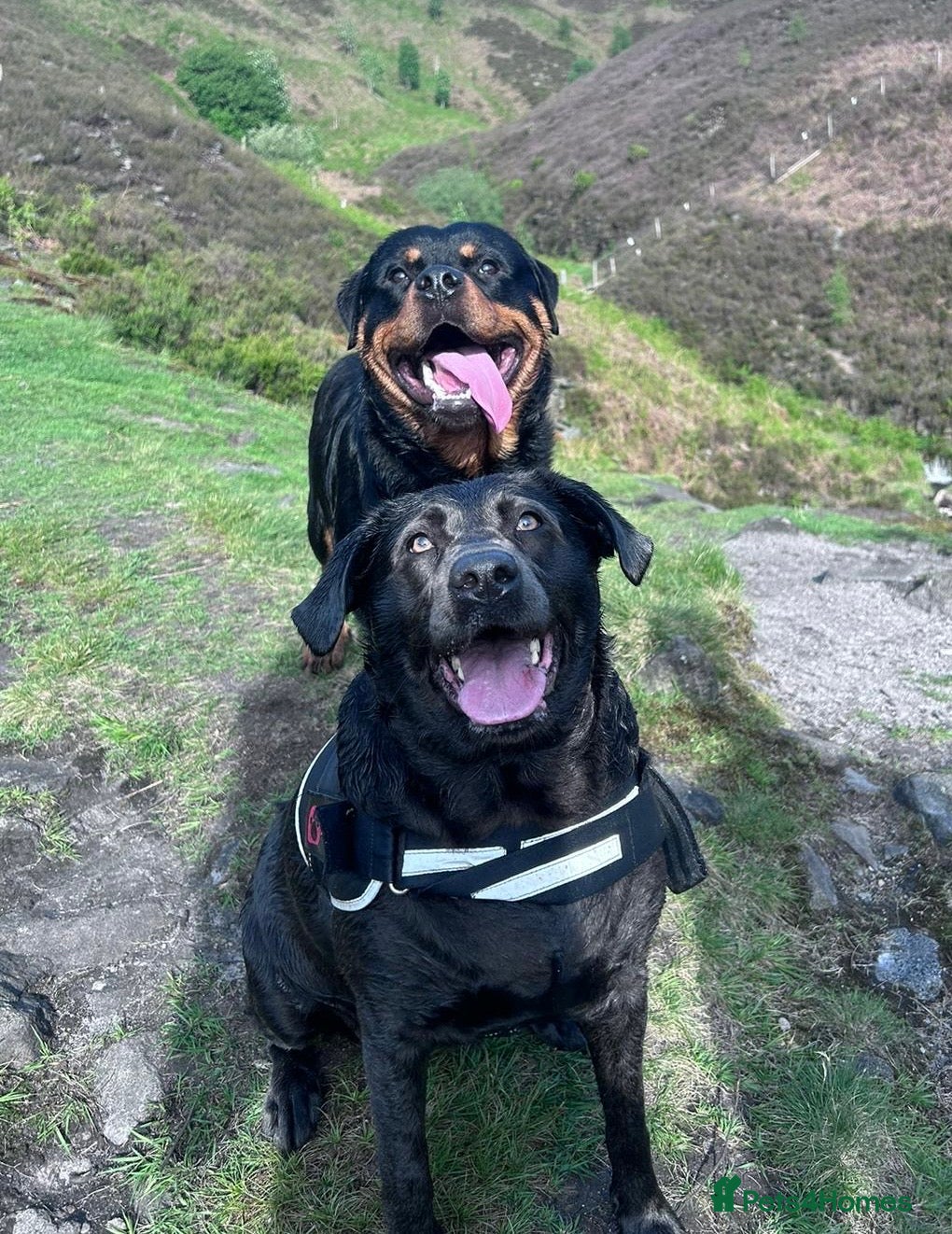 Mixed Breed dogs Labrottie Puppies (Labrador x Rottweiler) - Advert 1