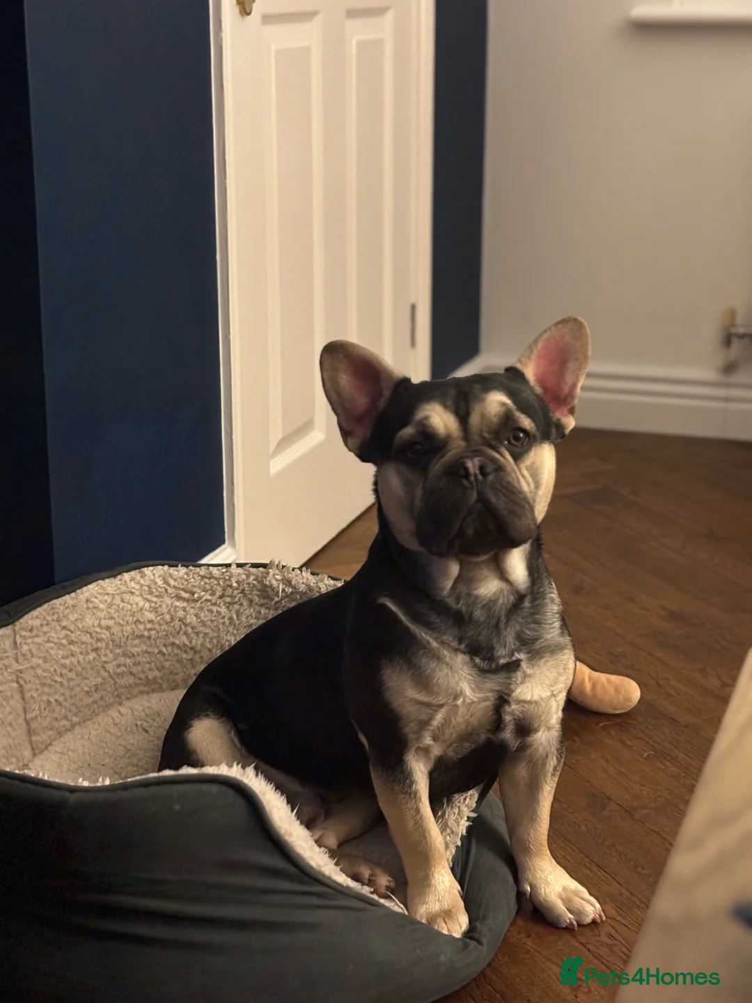 Mixed Breed dogs for sale: Cute and friendly dog looking for a new home. in Woking - Advert 2