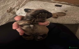 Chihuahua dogs for sale: Chihuahua girl pups  - Image 21