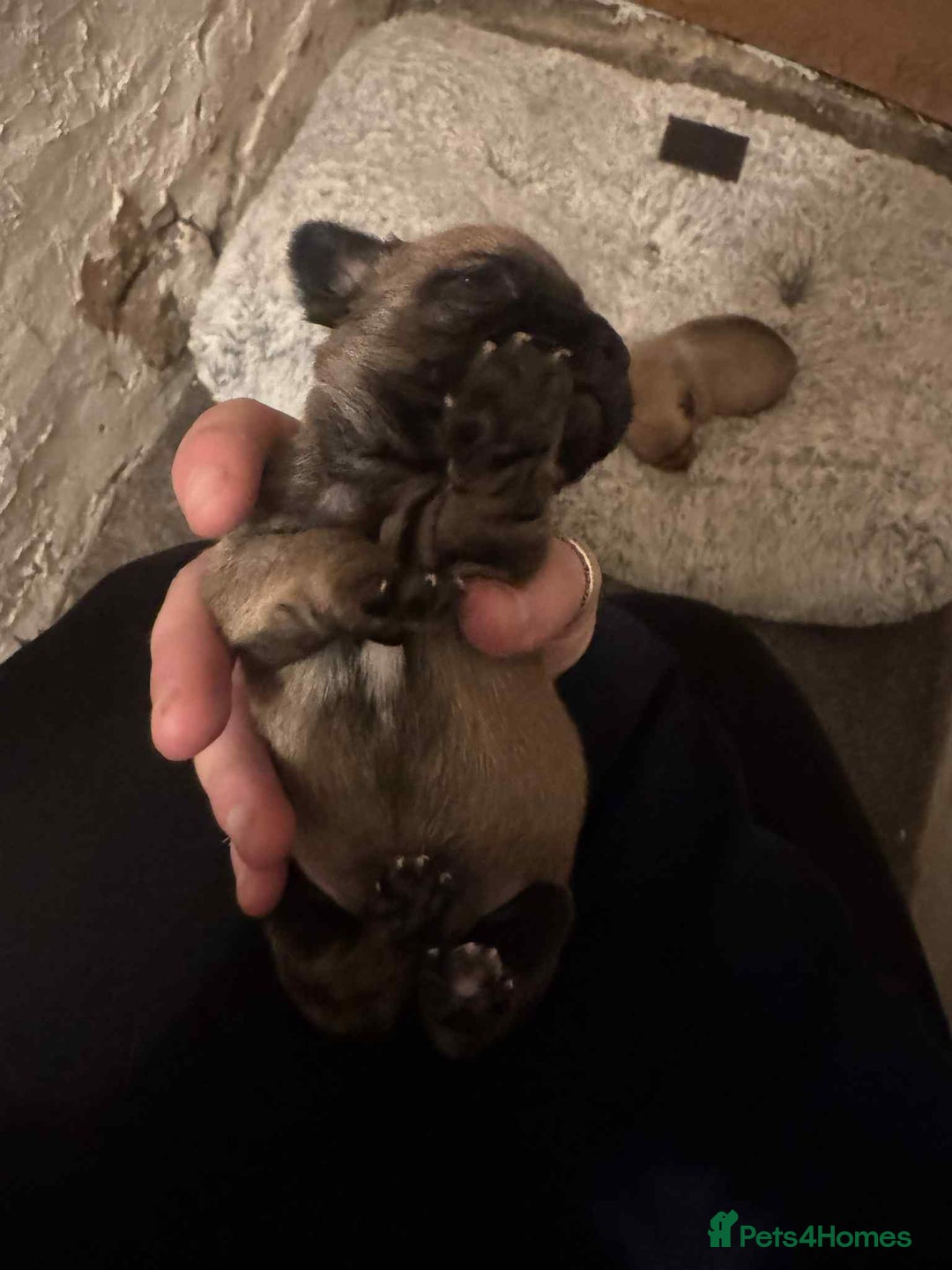 Chihuahua dogs for sale: Chihuahua girl pups  - Image 21