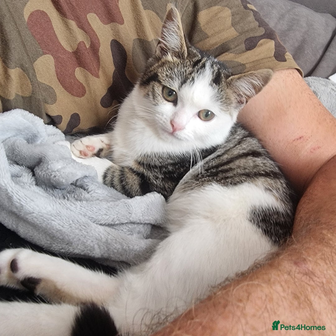 Mixed Breed cats for sale: 2 Beautiful Kittens For Sale !!! - Image 15