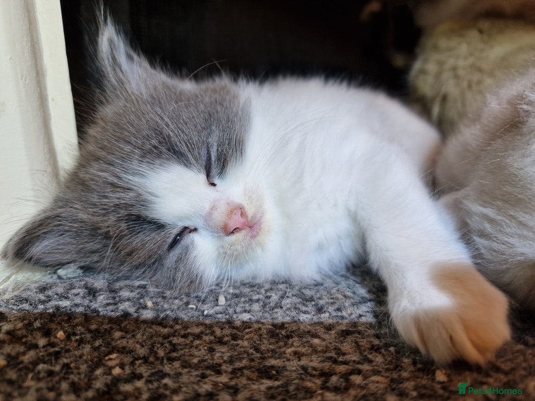 Ragdoll cats for sale: 4 ragdoll x ragamuffin fluffy kittens  - Image 2