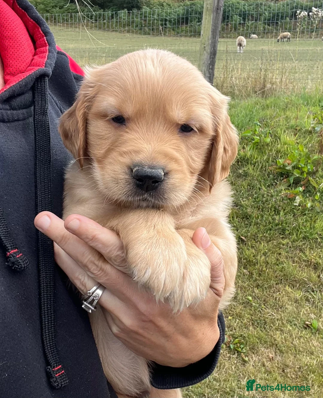 Golden Retriever dogs for sale: Beautiful KC Golden Retriever Puppies  - Advert 15