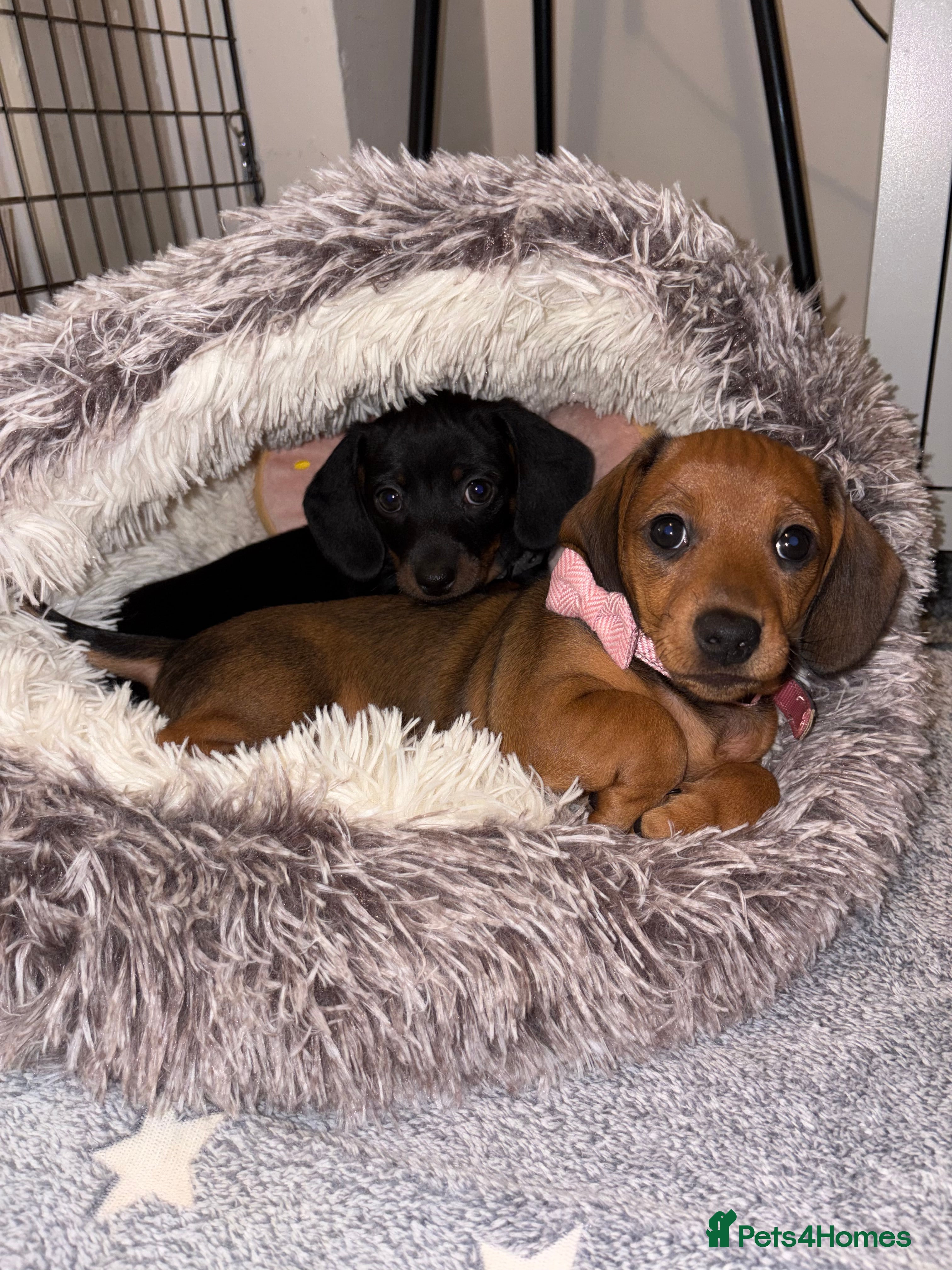 Miniature Dachshund dogs Three beautiful miniature Dachshund girls  - Advert 18