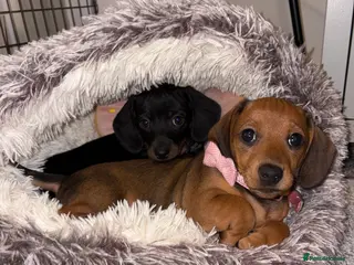 Miniature Dachshund dogs Three beautiful miniature Dachshund girls - Advert 18