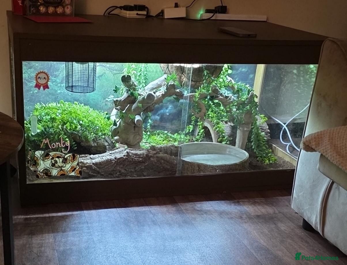 Python Snake reptiles Ball python  - Advert 3