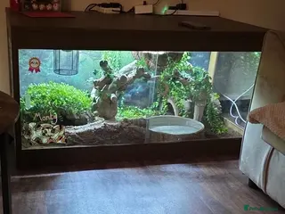 Python Snake reptiles Ball python - Advert 3