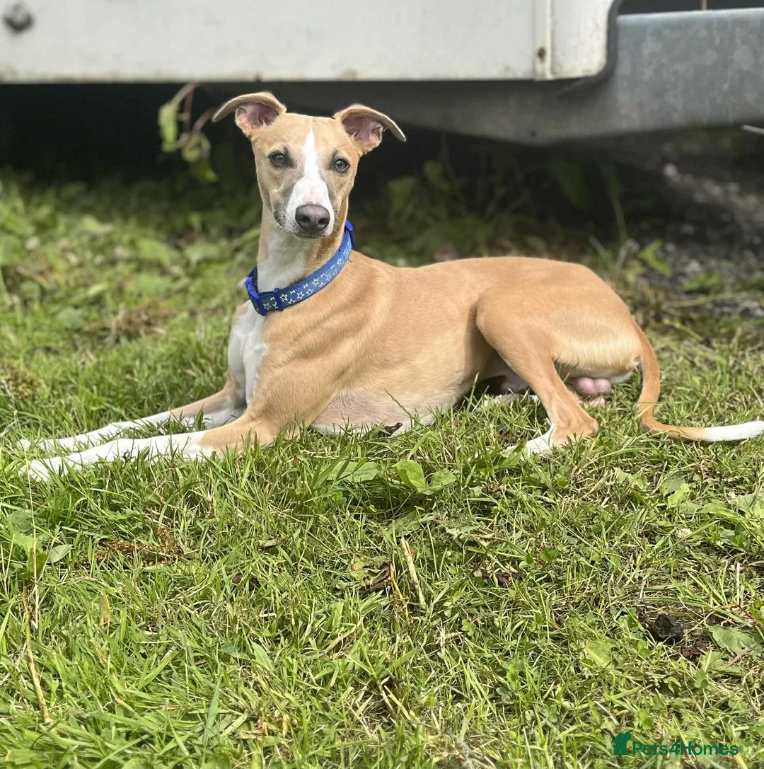 Whippet dogs for sale: 💕⭐️KC WHIPPET PUPS⭐️ 💕 - Advert 6