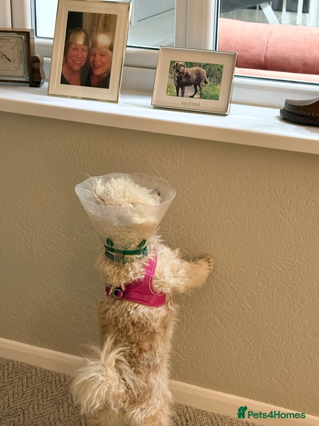 Mixed Breed dogs for adoption: A Sensitive Soul Looking for His Safe, Loving Home - Advert 15