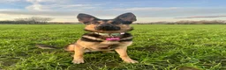 German Shepherd dogs for sale: 18 month old female GSD in Wakefield - Advert 4