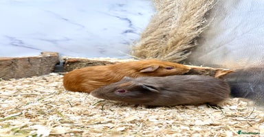 Guinea Pig rodents - Advert 2