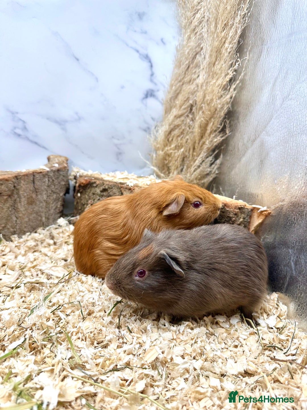 Guinea Pig rodents for sale: Multiple baby guinea pigs 💗 - Image 3