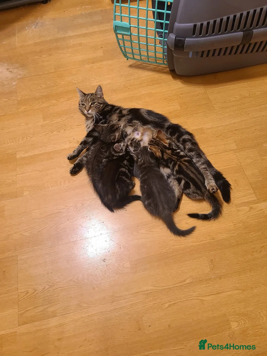 Mixed Breed cats for sale: 4 cute but shy kitten looking for new home - Advert 19