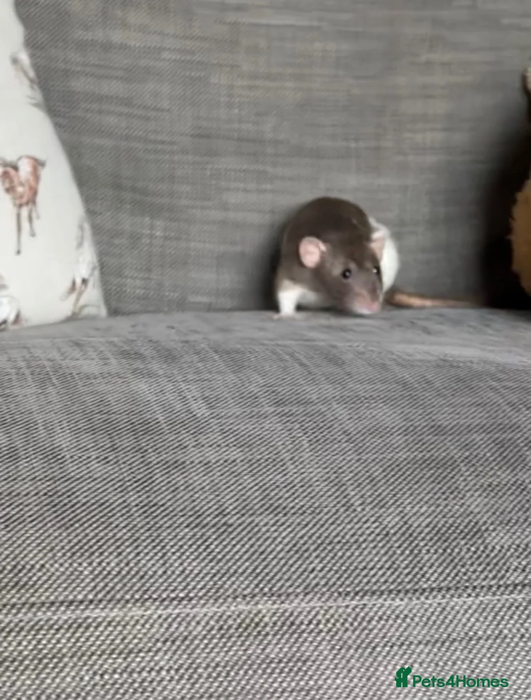 Rat rodents for sale: 2 female dumbo rats and cage - Advert 2