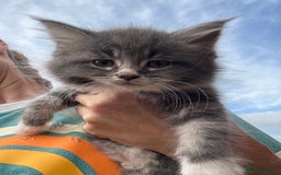 Mixed Breed cats for sale: Maine coon cross ragdoll kittens stunning blues - Advert 9