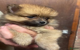 Pomeranian dogs for sale: 1 left Pomeranian Puppies  - Image 5