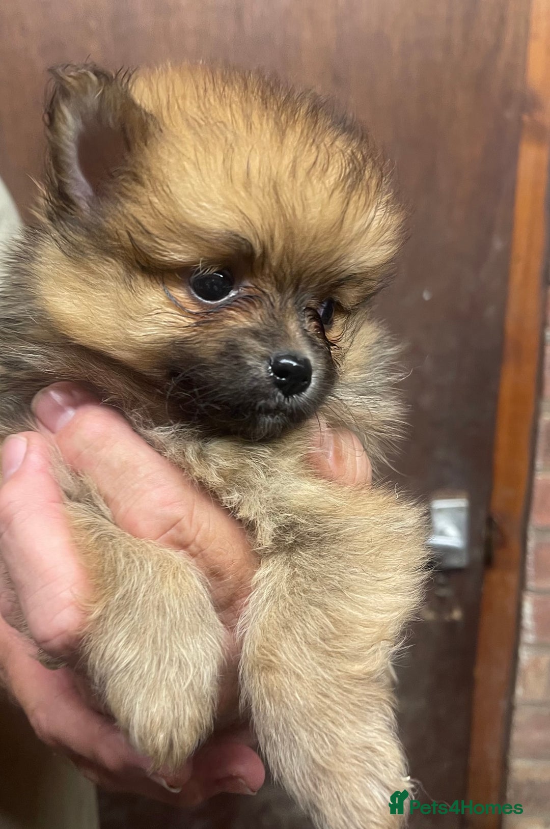 Pomeranian dogs for sale: 1 left Pomeranian Puppies  - Image 5