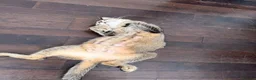 Mixed Breed cats for sale: Kitten for sale - Advert 4