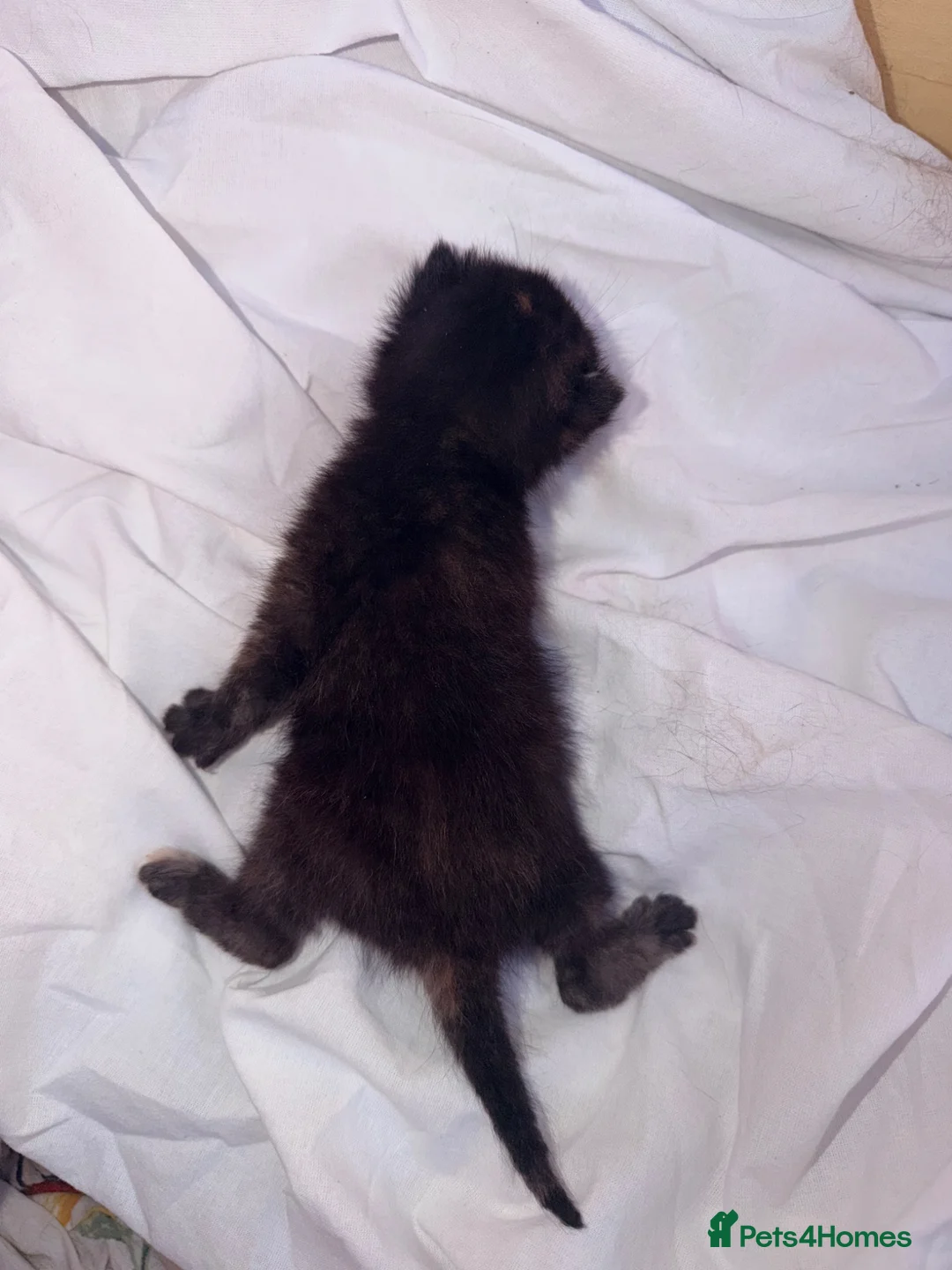 Mixed Breed cats for sale: Tabby/bengal kittens  - Advert 20