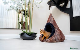 Abyssinian cats for sale: One of the Kind Abyssinian Girl-Champions Pedigree - Image 20