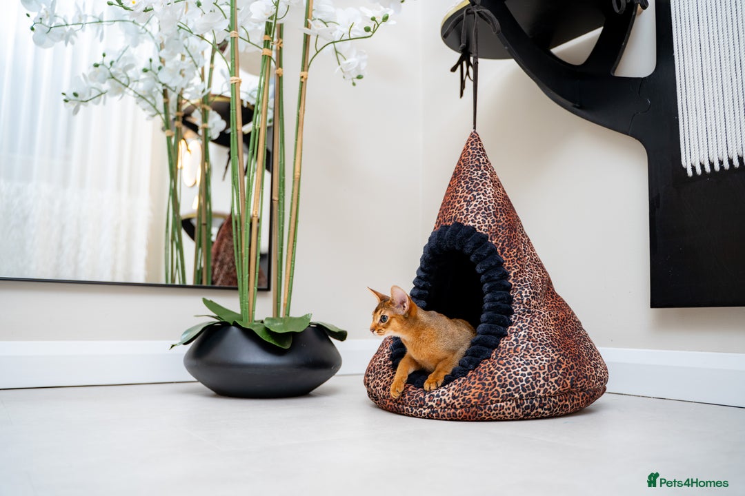 Abyssinian cats for sale: One of the Kind Abyssinian Girl-Champions Pedigree - Image 20