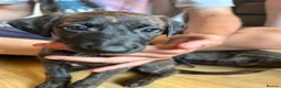 Lurcher dogs for sale: Lurcher pups  - Advert 15