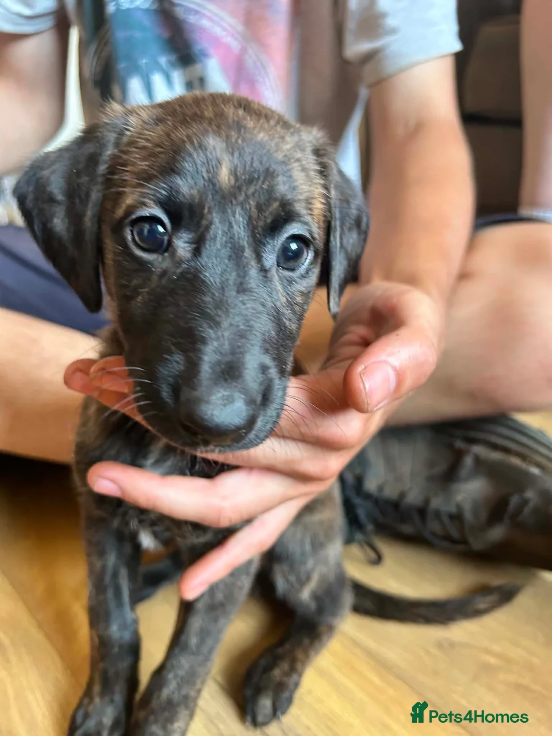 Lurcher dogs for sale: Lurcher pups  - Advert 15