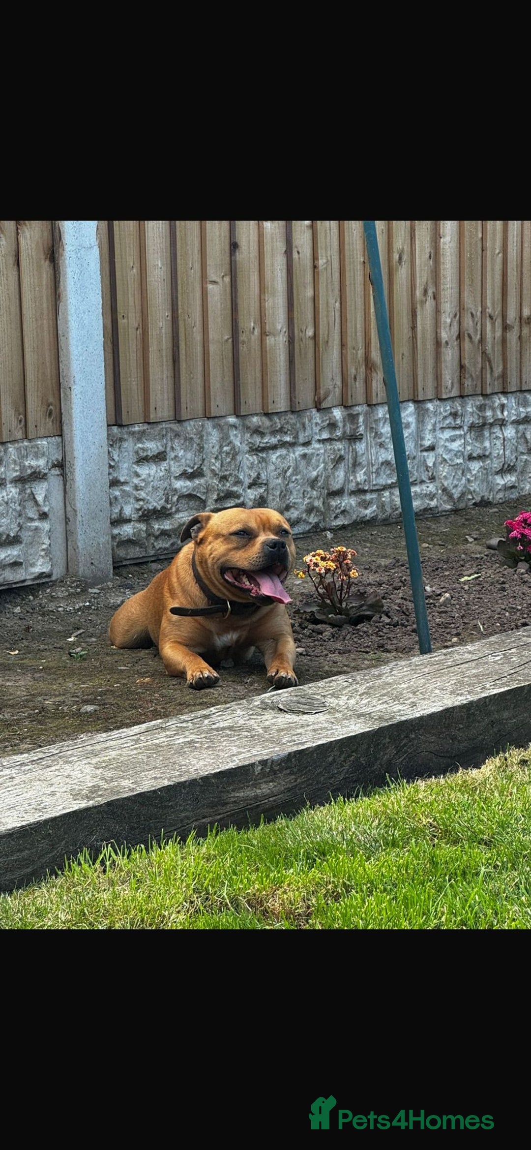 Staffordshire Bull Terrier dogs for sale: Staffordshire bull terrier puppies - Advert 21