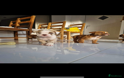 Olde English Bulldogge dogs for stud: OEB 🐶⭐️DEL~BOY ⭐️🐶 First time Stud  - Image 12