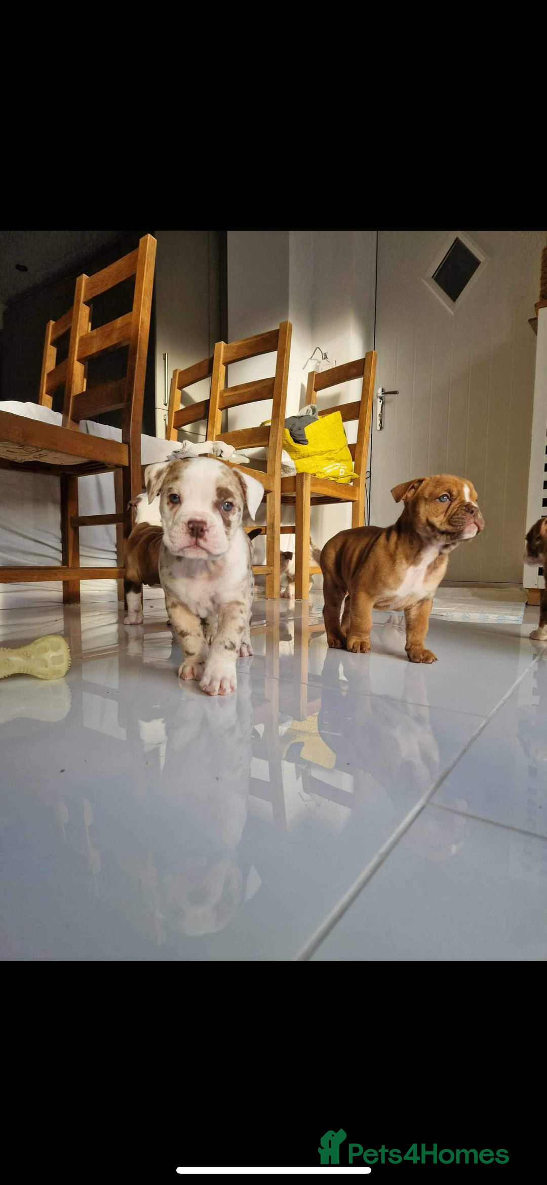 Olde English Bulldogge dogs for stud: OEB 🐶⭐️DEL~BOY ⭐️🐶 First time Stud  - Image 12