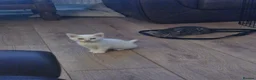 Mixed Breed cats for sale: 2 little kittens ready today in Coventry - Advert 18