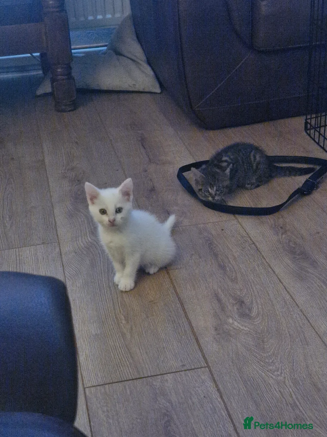 Mixed Breed cats for sale: 2 little kittens ready today in Coventry - Advert 18