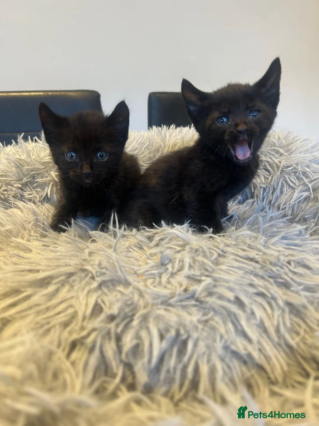 Savannah cats for sale: 3 f3 black smoke savanna kittens with markings  - Advert 2