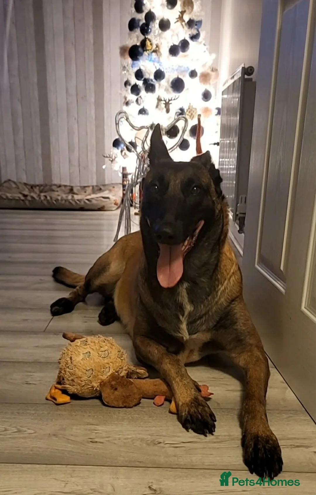 Belgian Shepherd Dog dogs for sale: Top quality Malinois puppies protectioning line - Advert 12