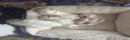 Maltese dogs for sale: One Beautiful Korean Maltese boy left for sale 🐾  - Advert 13