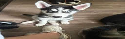 Siberian Husky dogs for sale: Adorable Siberian huskies (Artic Dreams) - Advert 13