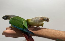 Conures birds for sale: Beautiful hand tamed conures  - Image 3