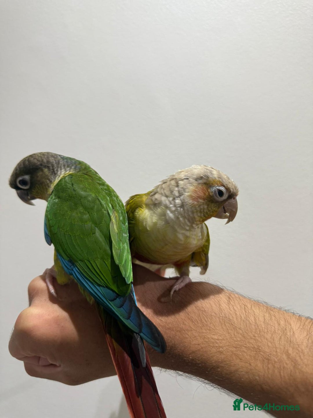 Conures birds for sale: Beautiful hand tamed conures  - Image 3