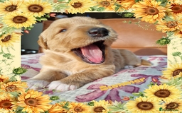 Australian Labradoodle dogs for sale: Stunning red F1b Australian Labradoodle puppies  - Image 4