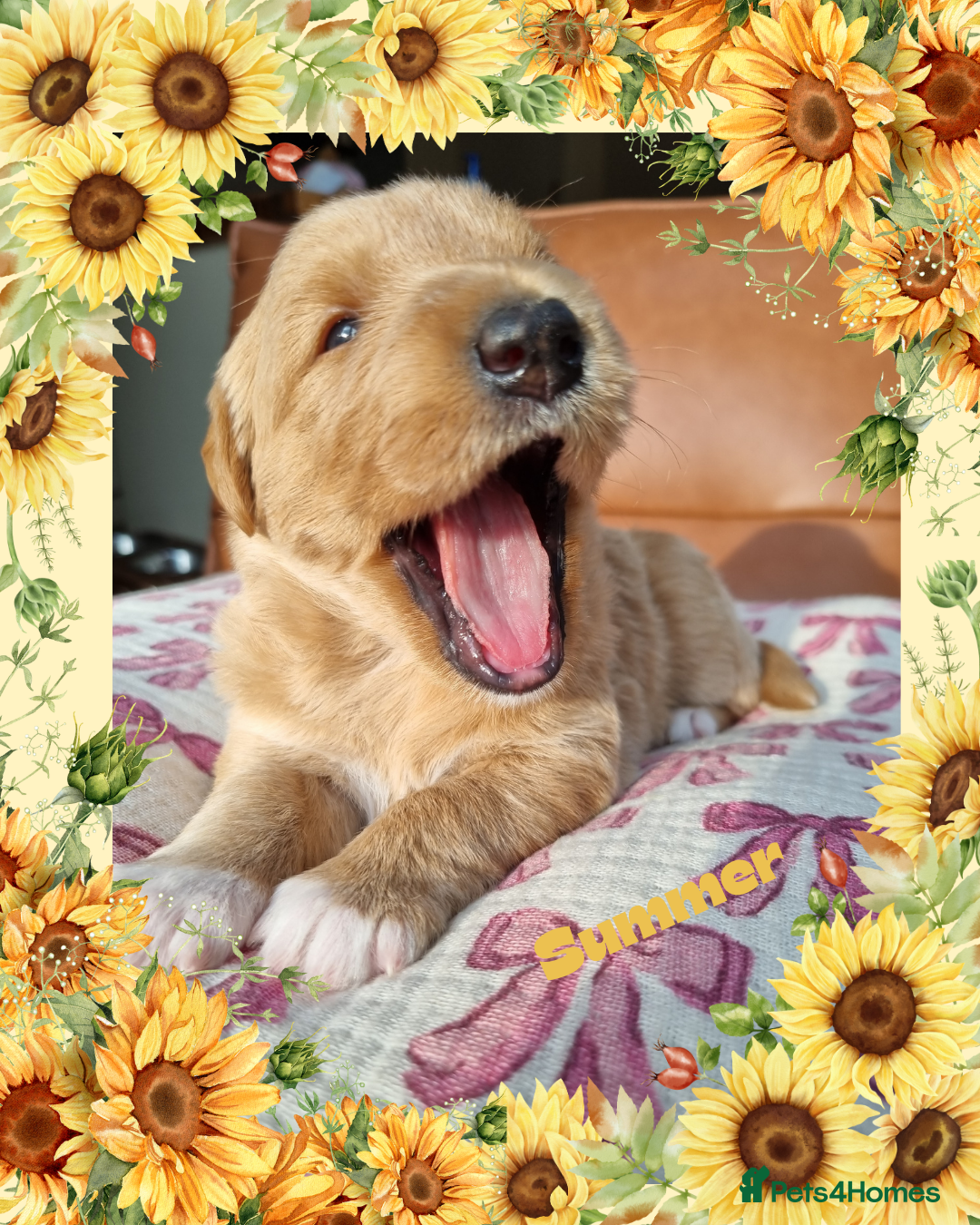Australian Labradoodle dogs for sale: Stunning red F1b Australian Labradoodle puppies  - Image 4