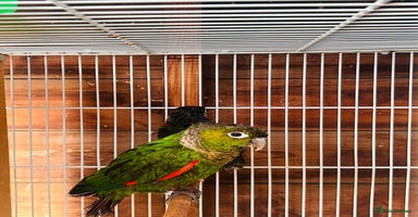 Conures birds - Advert 2