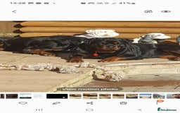 Rottweiler dogs for sale: Kc reg full German champion rottweiler puppies   - Image 19